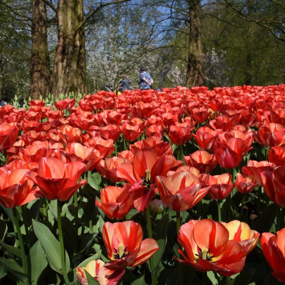 Keukenhof